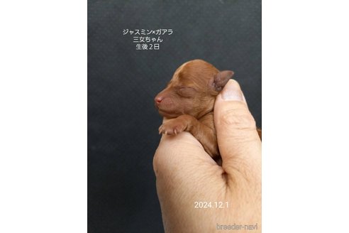 成約済の大阪府のタイニープードル-354561の8枚目
