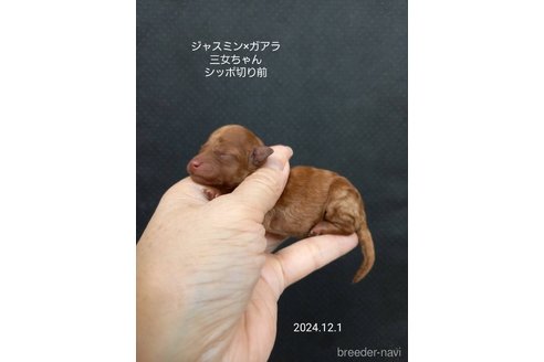 成約済の大阪府のタイニープードル-354561の9枚目