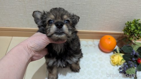 成約済の広島県のチワプー:チワワ×トイプードル-345220の4枚目