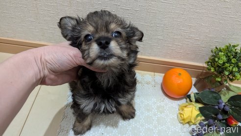 成約済の広島県のチワプー:チワワ×トイプードル-345220の3枚目