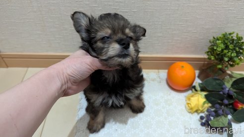 成約済の広島県のチワプー:チワワ×トイプードル-345220の2枚目