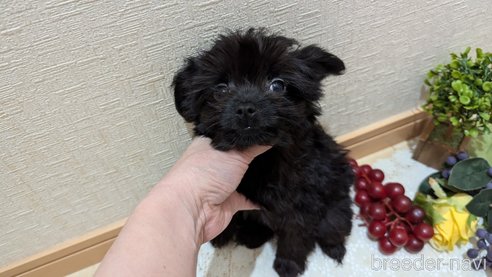 成約済の広島県のチワプー:チワワ×トイプードル-341212の28枚目
