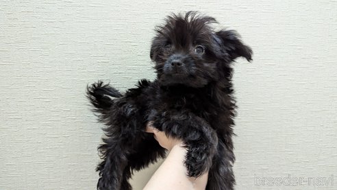成約済の広島県のチワプー:チワワ×トイプードル-341212の27枚目