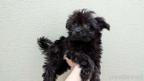 成約済の広島県のチワプー:チワワ×トイプードル-341212の22枚目