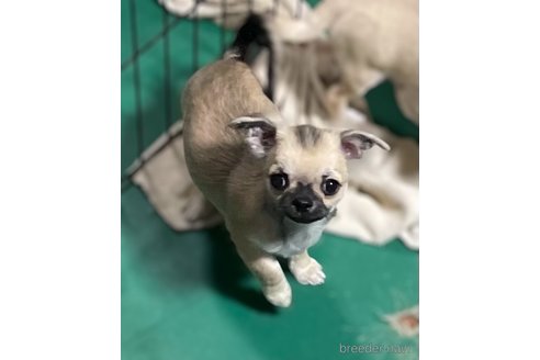 販売中の埼玉県のチワワ(ロングコート)-333018の2枚目