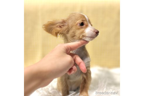 成約済の栃木県のチワックス:チワワ×ミニチュアダックスフンド-336056の13枚目