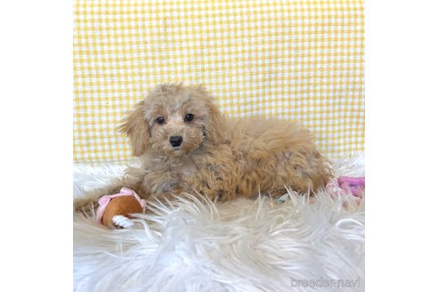 成約済の栃木県のマルプー:マルチーズ×トイプードル-350903の16枚目