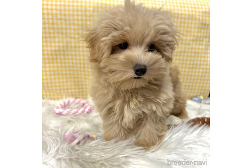 成約済の栃木県のマルプー:マルチーズ×トイプードル-350885の15枚目