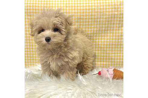成約済の栃木県のマルプー:マルチーズ×トイプードル-350885の14枚目