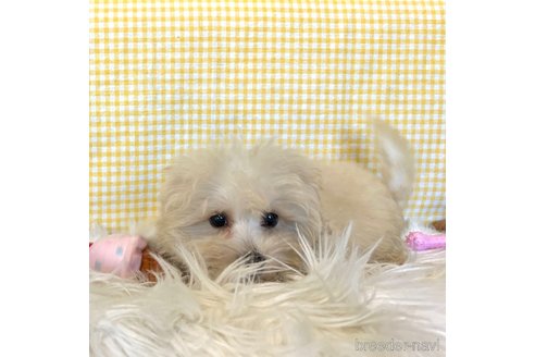 成約済の栃木県のマルプー:マルチーズ×トイプードル-350872の2枚目