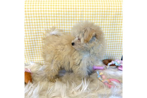 成約済の栃木県のマルプー:マルチーズ×トイプードル-350872の3枚目