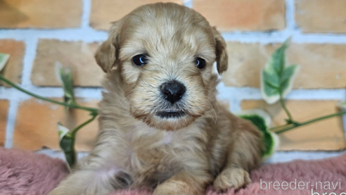 成約済の愛知県のミックス犬-349830の33枚目