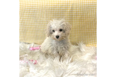 成約済の栃木県のマルプー:マルチーズ×トイプードル-343754の26枚目