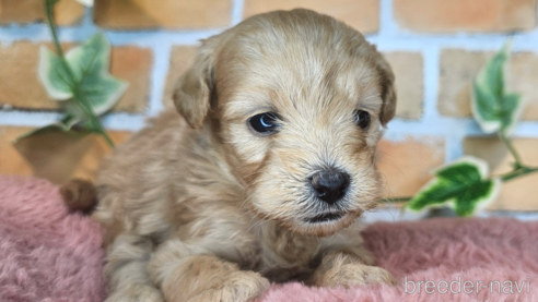 成約済の愛知県のミックス犬-349830の31枚目