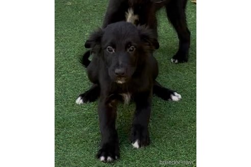 販売中の青森県のミックス犬-354983の8枚目