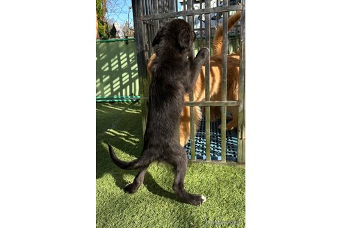 販売中の青森県のミックス犬-354983の9枚目