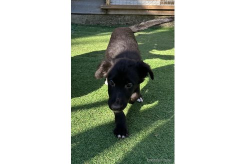 販売中の青森県のミックス犬-354983の10枚目