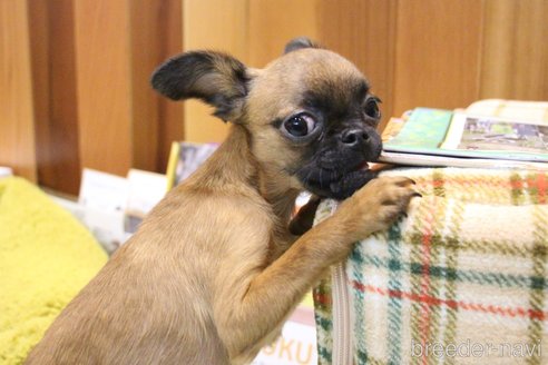 成約済の愛知県のプチブラバンソン-331844の8枚目