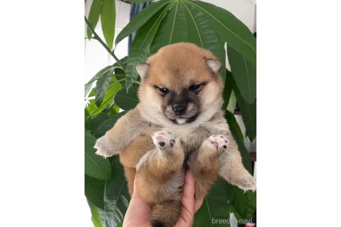 成約済の茨城県の豆柴-354988の5枚目