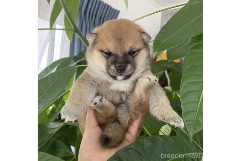 成約済の茨城県の豆柴-354988の1枚目
