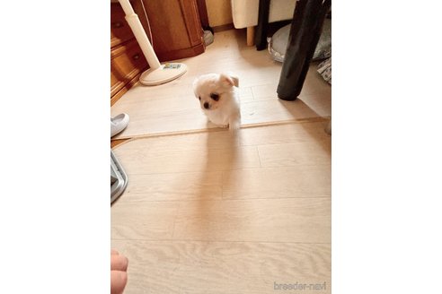 成約済の香川県のチワワ(ロングコート)-347487の3枚目
