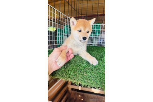 成約済の茨城県の豆柴-351036の3枚目