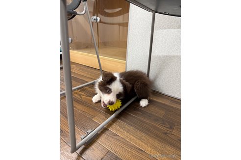 成約済の東京都のボーダーコリー-351801の2枚目
