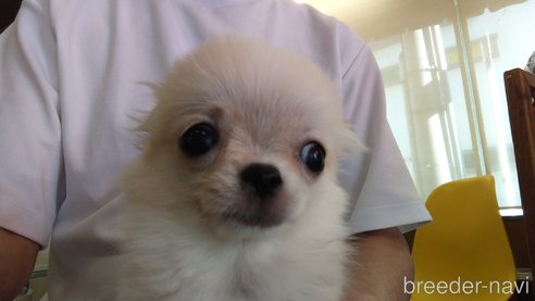 成約済の愛知県のチワワ(ロングコート)-343992の13枚目