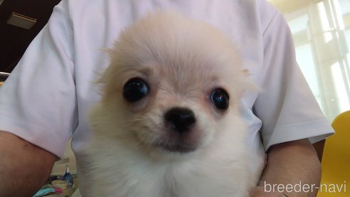 成約済の愛知県のチワワ(ロングコート)-343992の12枚目