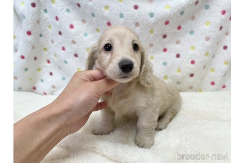 成約済の愛知県のミニチュアダックスフンド(ロングヘアード)-353746の6枚目