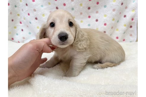 成約済の愛知県のミニチュアダックスフンド(ロングヘアード)-353746の5枚目