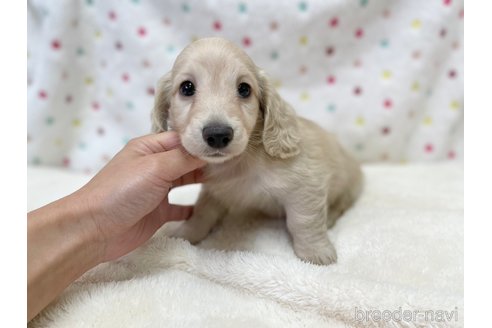 成約済の愛知県のミニチュアダックスフンド(ロングヘアード)-353746の7枚目