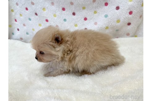 成約済の愛知県のポメラニアン-354014の5枚目
