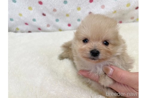 成約済の愛知県のポメラニアン-354014の3枚目