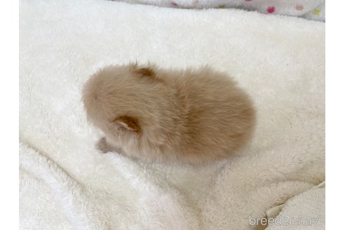 成約済の愛知県のポメラニアン-354014の4枚目