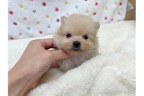 成約済の愛知県のポメラニアン-354014