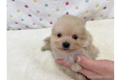 成約済の愛知県のポメラニアン-354014の2枚目