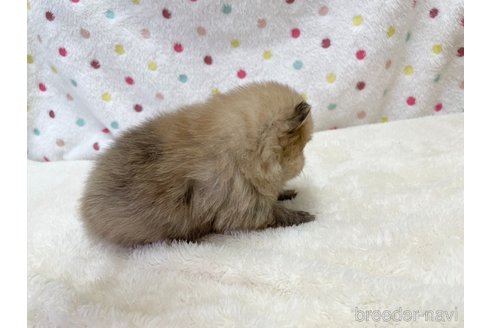 成約済の愛知県のポメラニアン-354007の13枚目