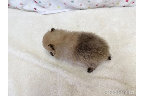 成約済の愛知県のポメラニアン-354007の7枚目