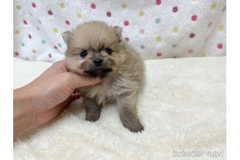 成約済の愛知県のポメラニアン-354007の12枚目