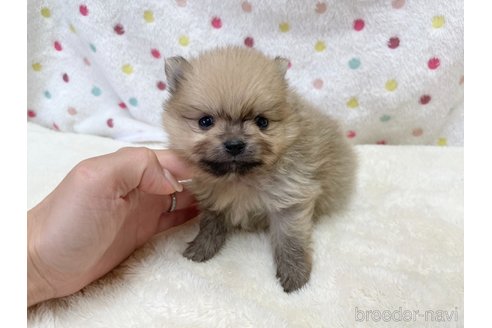 成約済の愛知県のポメラニアン-354007の10枚目