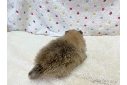 成約済の愛知県のポメラニアン-354007の9枚目