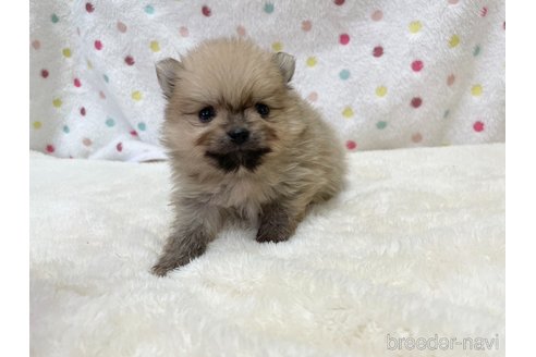 成約済の愛知県のポメラニアン-354007の8枚目