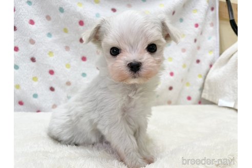 成約済の愛知県のマルチーズ-353748の1枚目