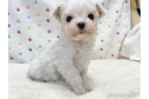 成約済の愛知県のマルチーズ-353748の3枚目