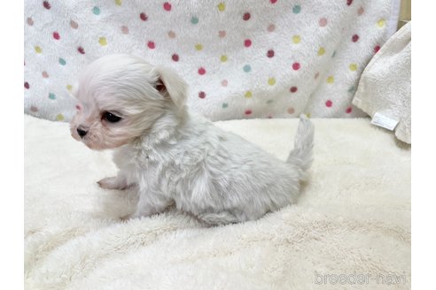 成約済の愛知県のマルチーズ-353748の4枚目