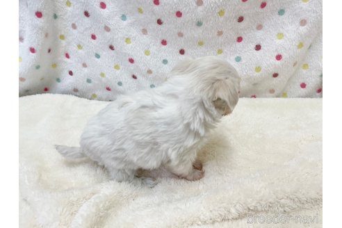 成約済の愛知県のマルチーズ-353748の6枚目