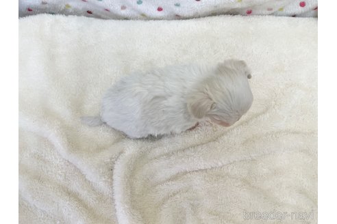 成約済の愛知県のマルチーズ-353748の5枚目