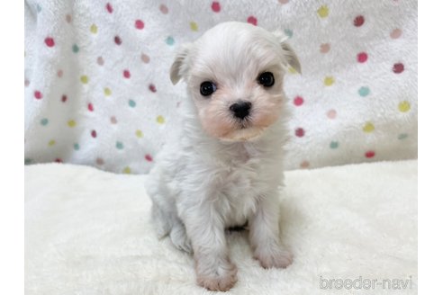 成約済の愛知県のマルチーズ-353748の7枚目