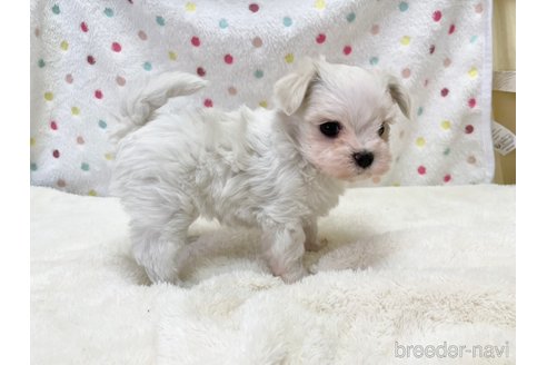 成約済の愛知県のマルチーズ-353750の5枚目